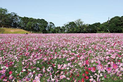 コスモスが咲き乱れる展開峰